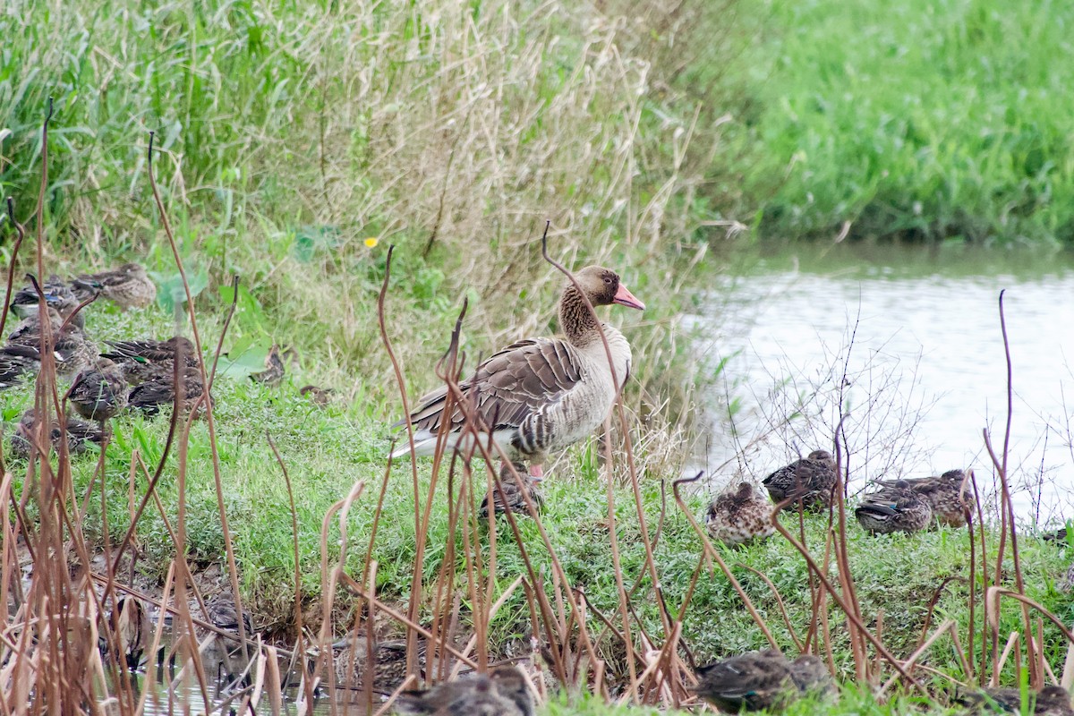 Гуска сіра - ML645535424
