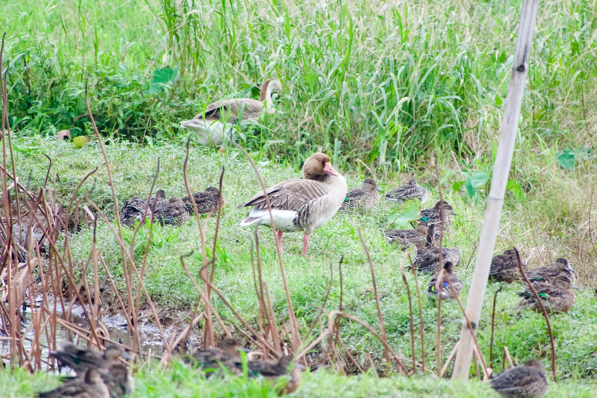 Гуска сіра - ML645535425