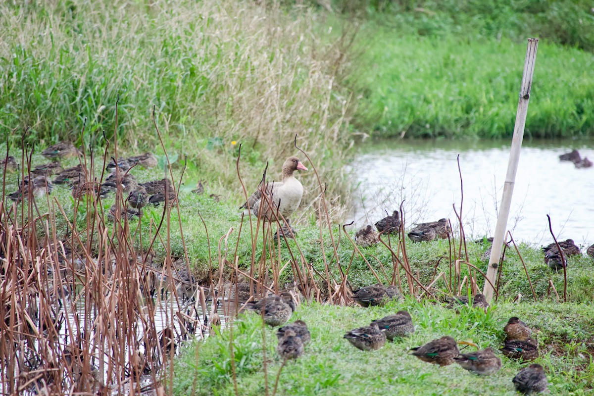 Гуска сіра - ML645535426