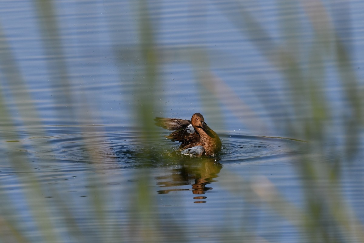 Cinnamon Teal - ML645535427