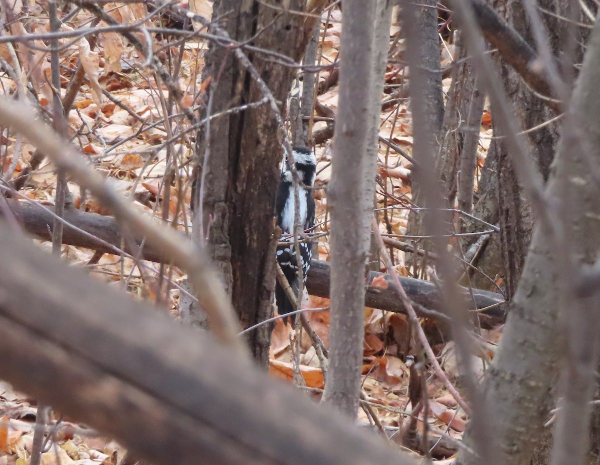 Downy Woodpecker - ML645535429