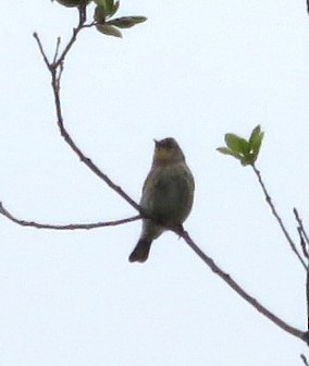 lesňáček žlutoskvrnný (ssp. auduboni) - ML645535430