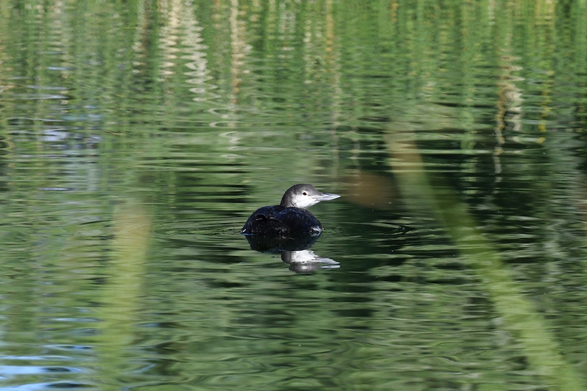 Eistaucher - ML645535431