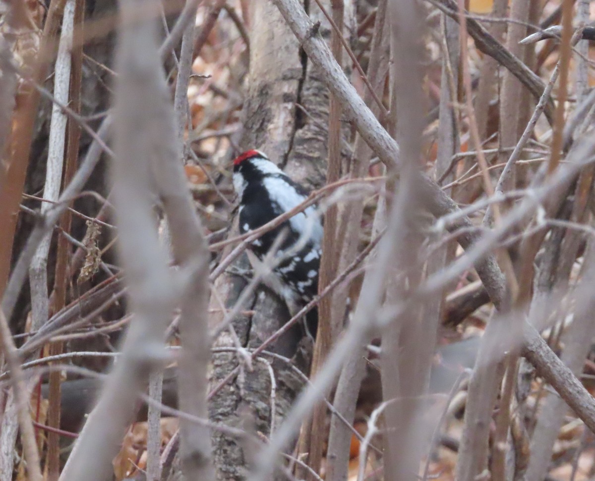 Dunenspecht - ML645535432