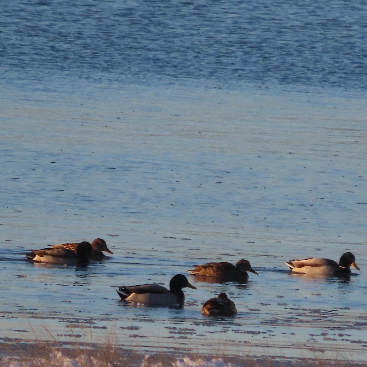 Stockente - ML645535433