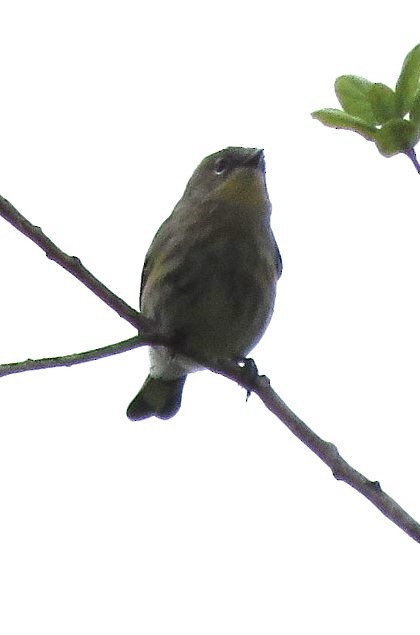 lesňáček žlutoskvrnný (ssp. auduboni) - ML645535434