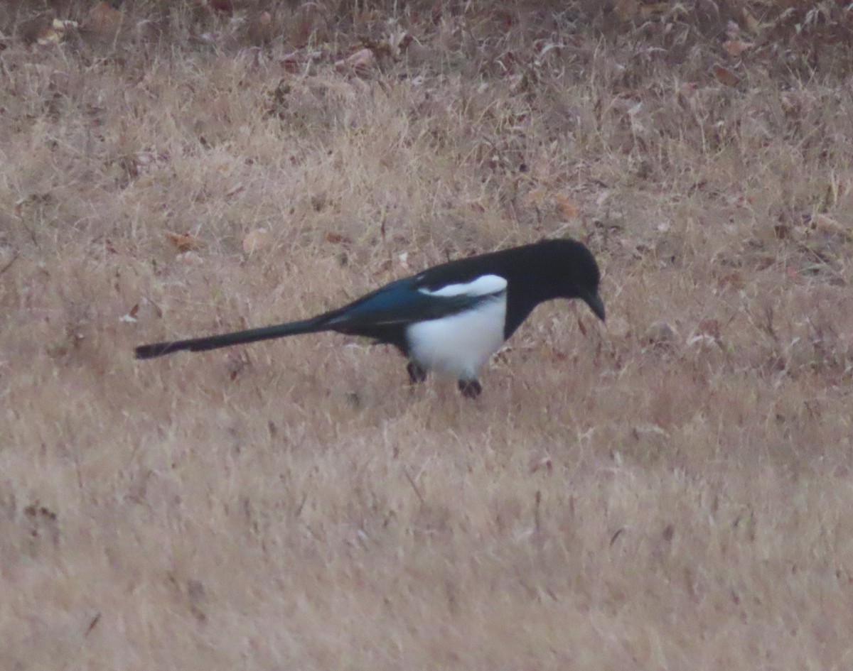 Hudsonelster - ML645535435