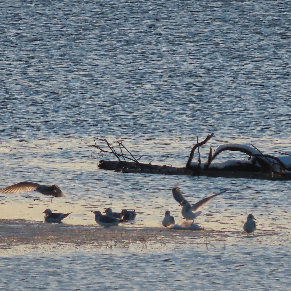 Kurzschnabel-Sturmmöwe - ML645535436