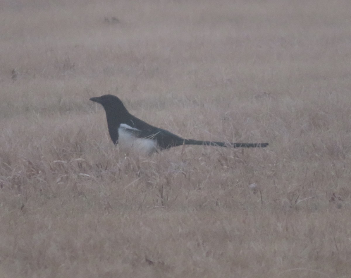 Hudsonelster - ML645535437