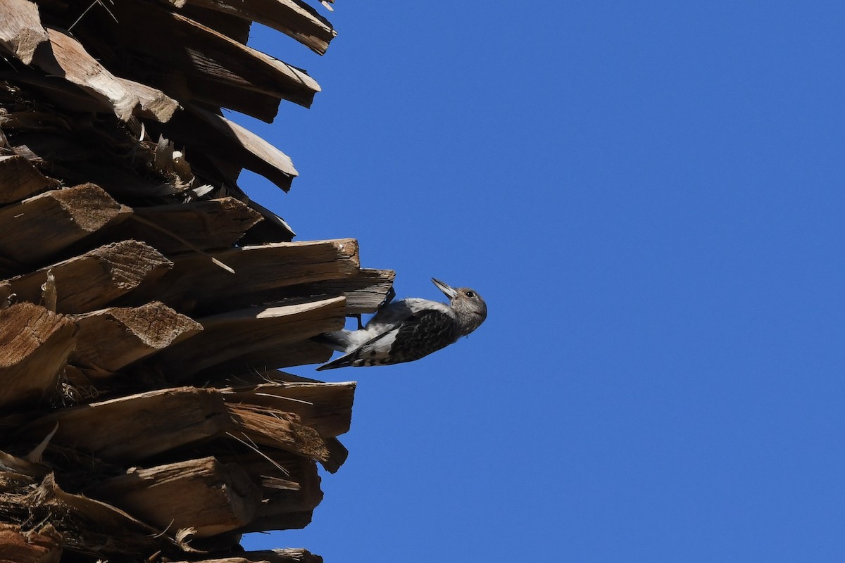 Rotkopfspecht - ML645535438