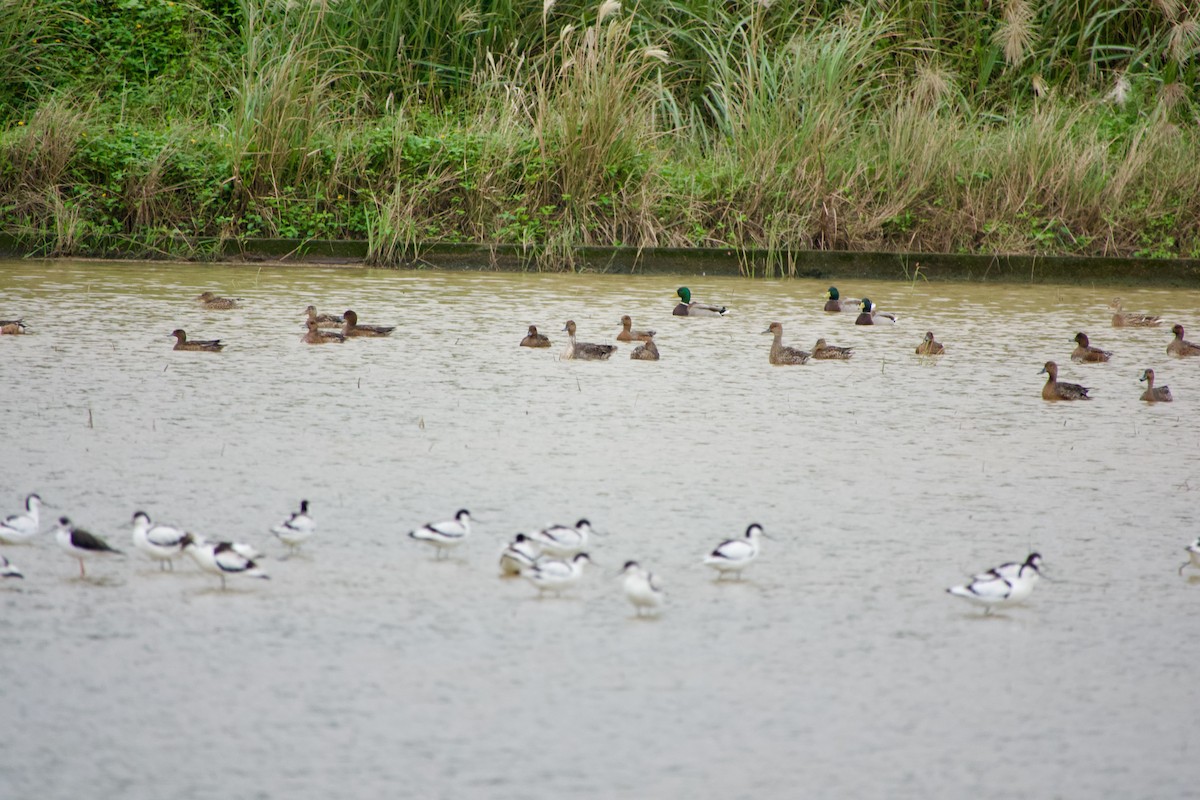 Säbelschnäbler - ML645535439