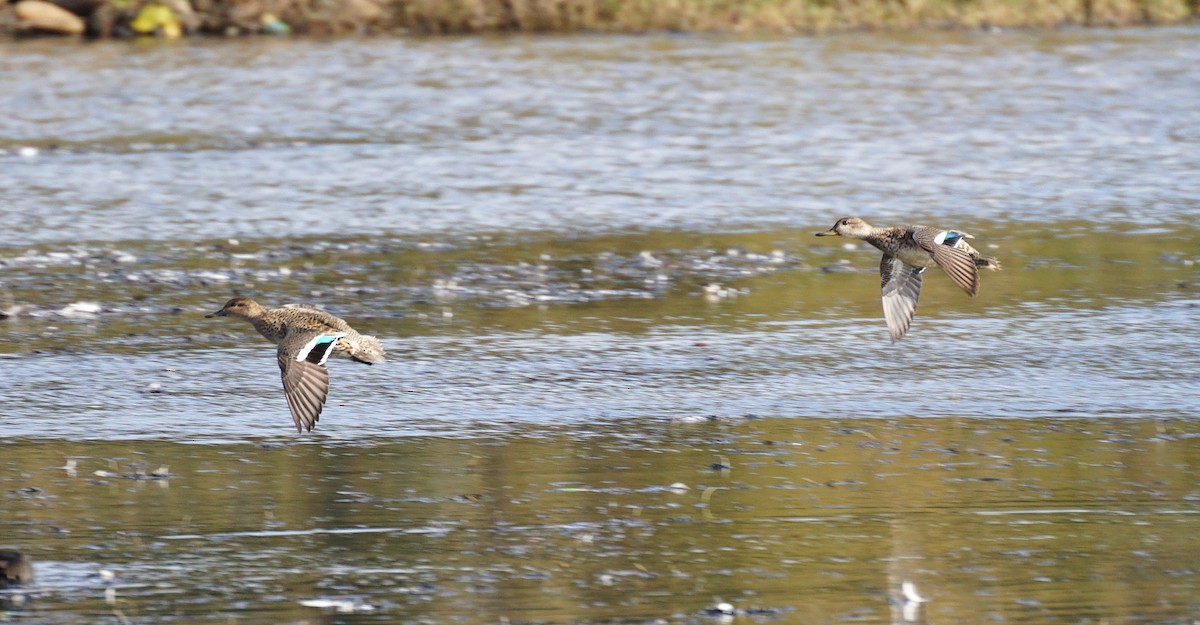 Krickente - ML645535440