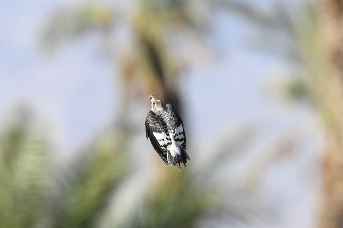 Rotkopfspecht - ML645535442