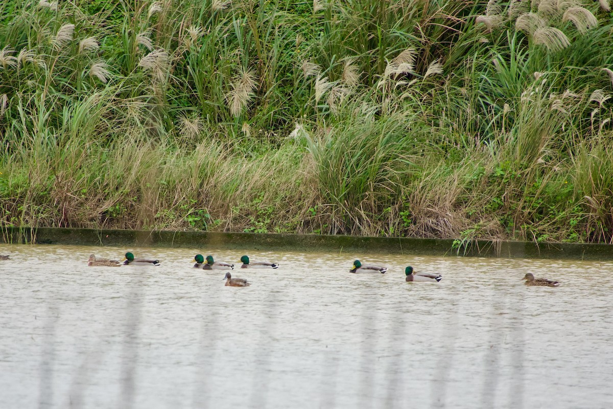 Stockente - ML645535443