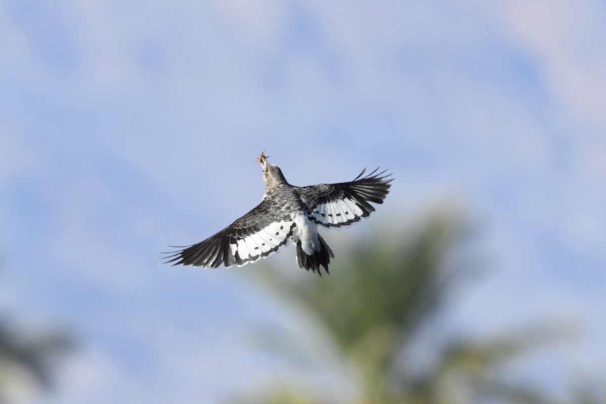 Rotkopfspecht - ML645535444