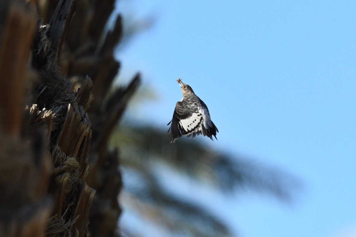 Rotkopfspecht - ML645535446