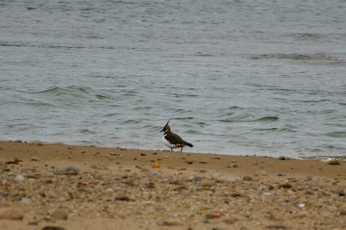 Kiebitz - ML645535447