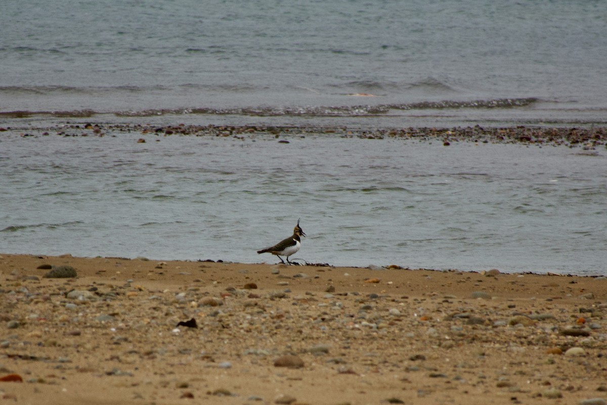 Kiebitz - ML645535448