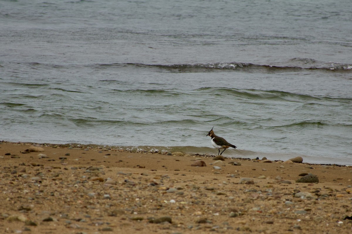 Kiebitz - ML645535449