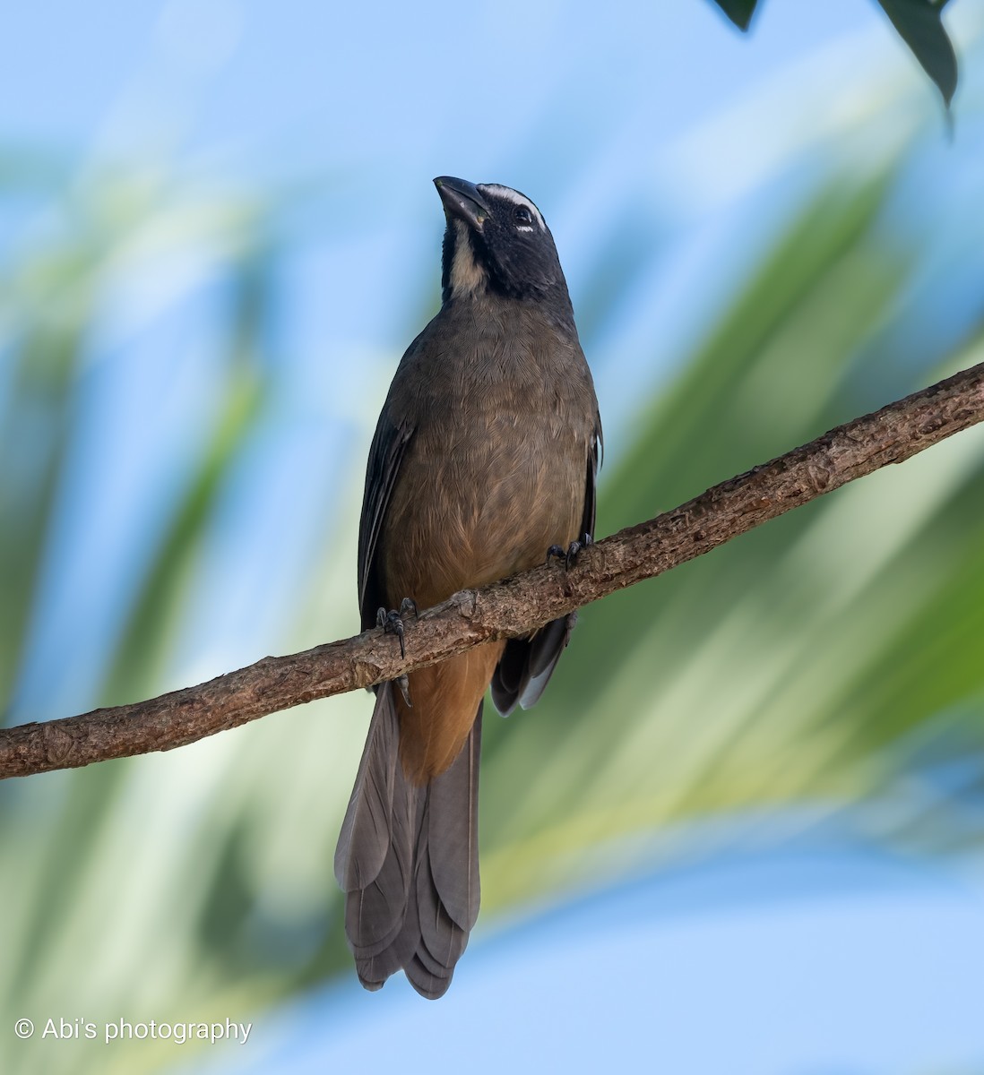 Zimtbauchsaltator - ML645535450