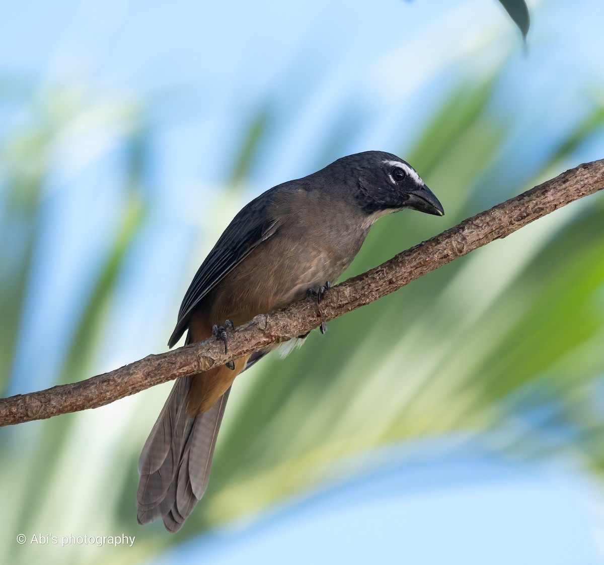 Zimtbauchsaltator - ML645535451