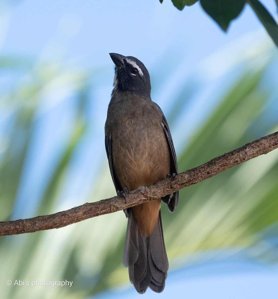 Zimtbauchsaltator - ML645535452