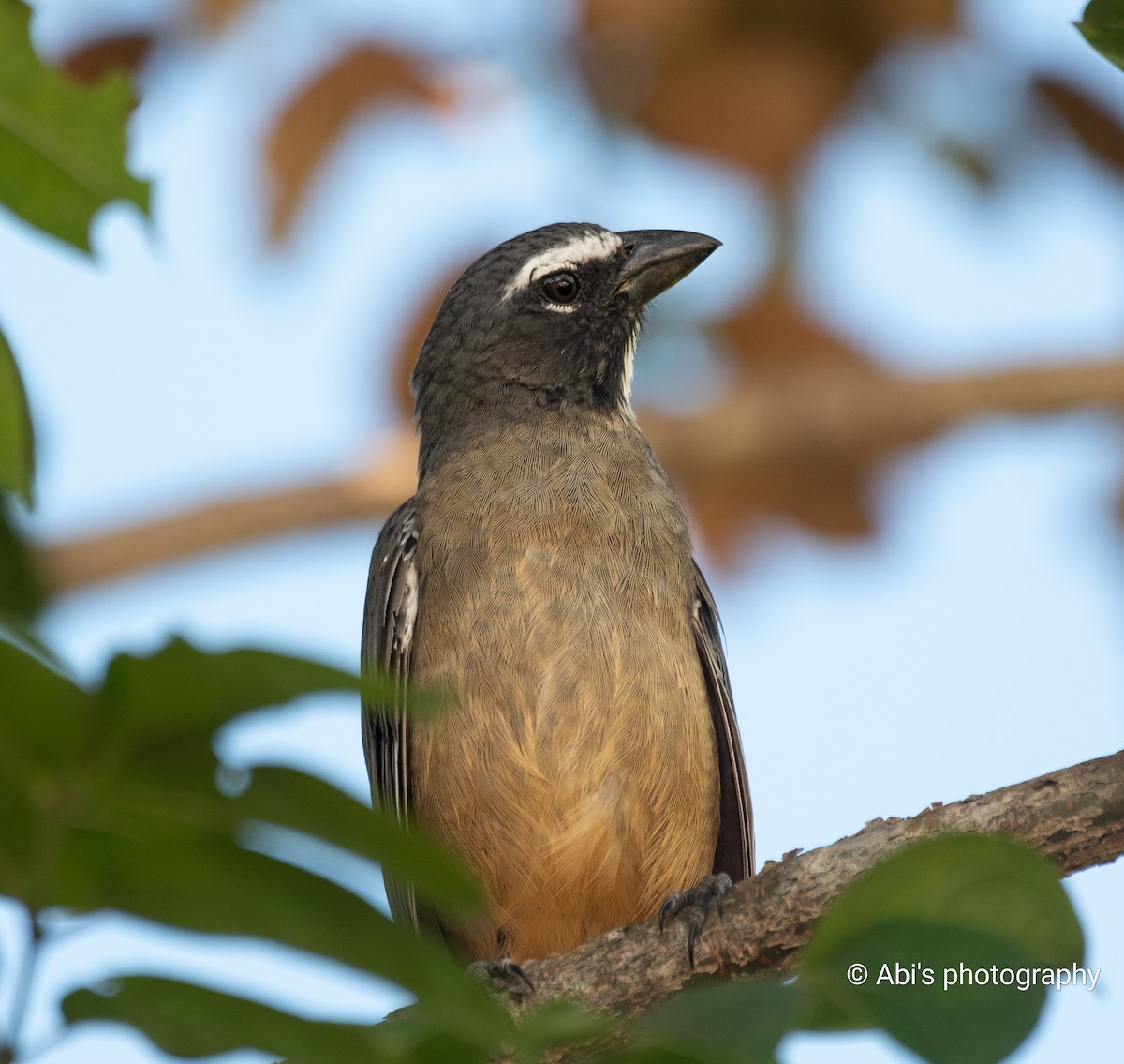 Zimtbauchsaltator - ML645535453