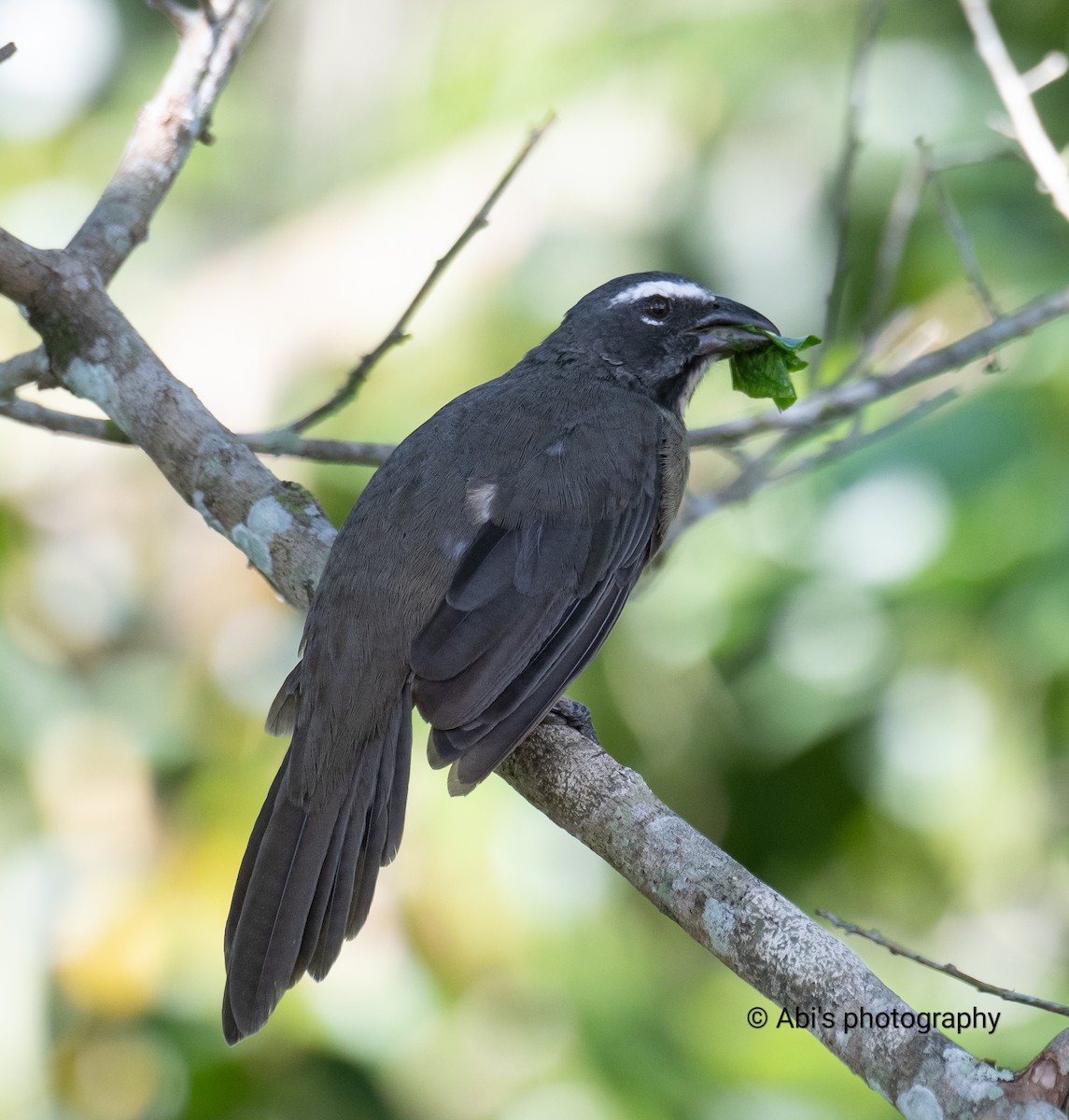 Zimtbauchsaltator - ML645535454