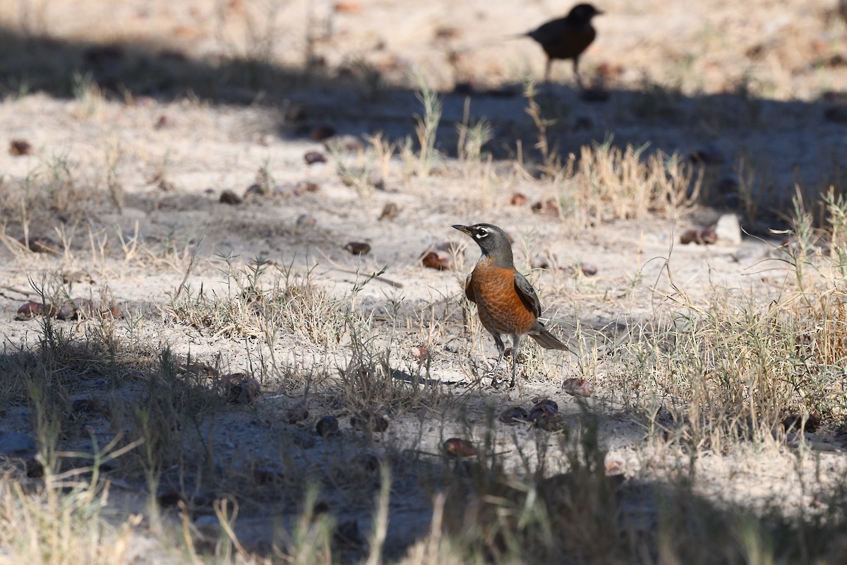 Wanderdrossel - ML645535458