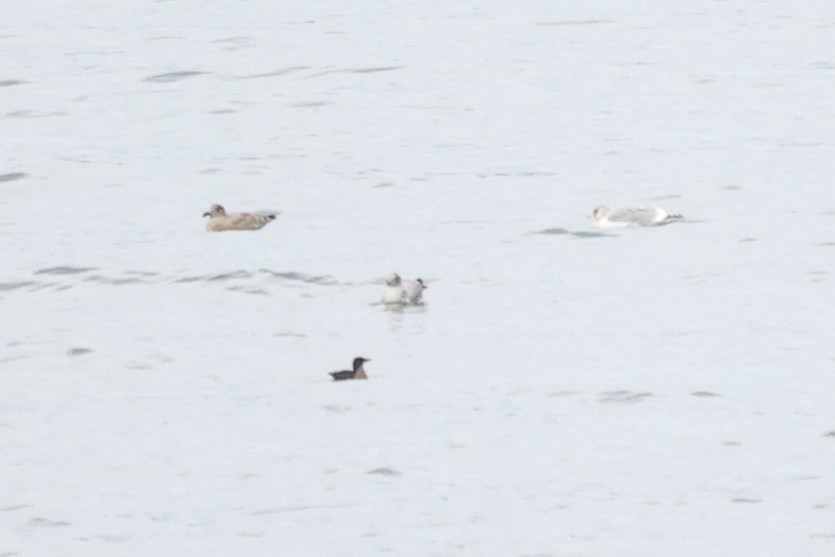 Marmelalk - ML645535460