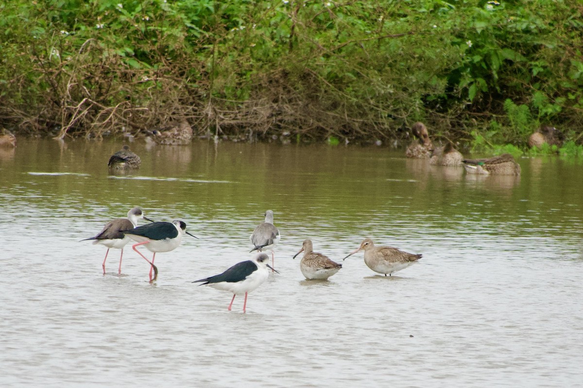 Uferschnepfe - ML645535461