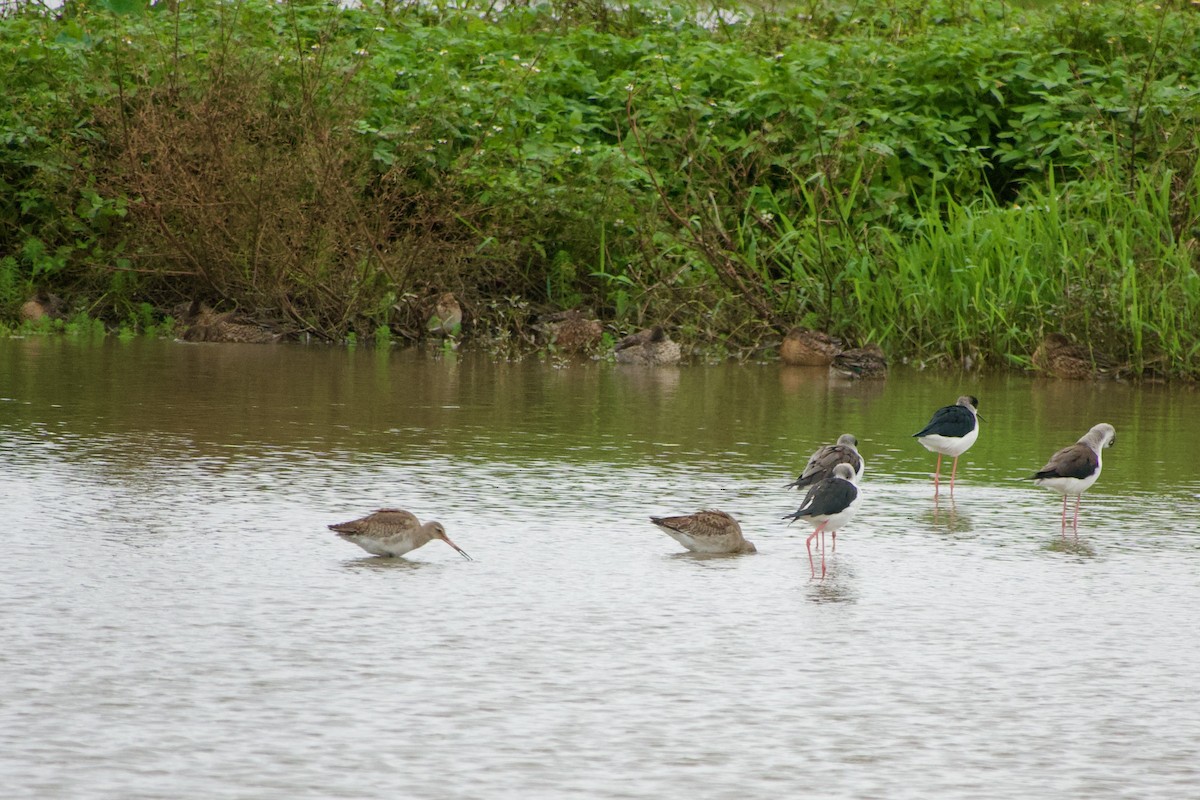 Uferschnepfe - ML645535462