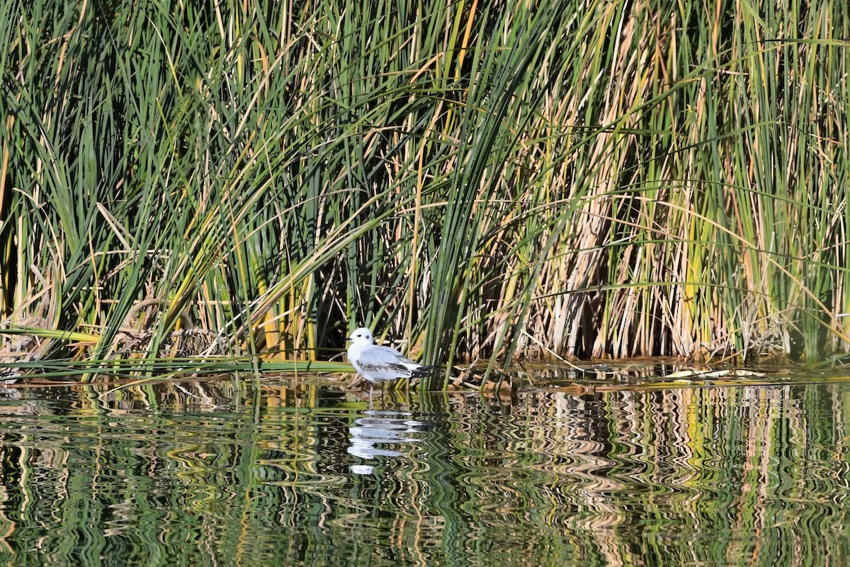 Bonaparte's Gull - ML645535467