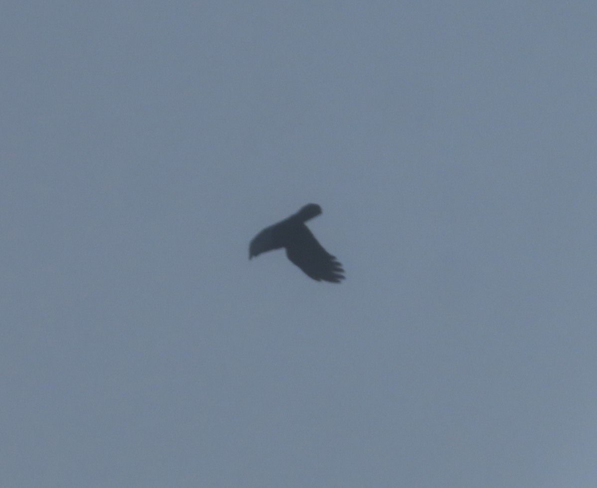 Common Raven - ML645535471