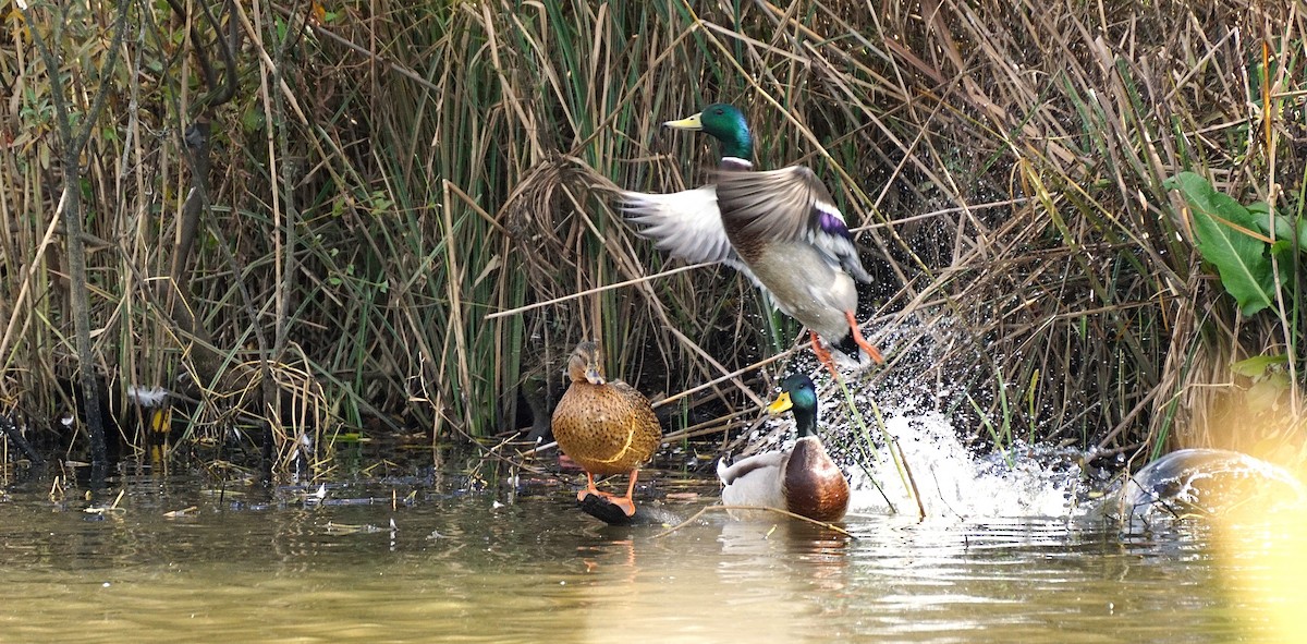 stokkand - ML645535483