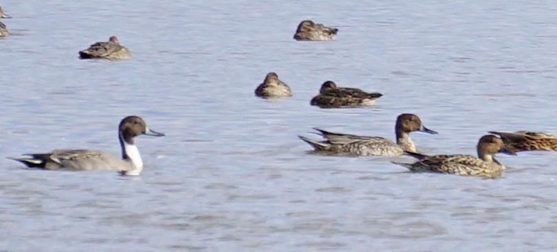 stjertand - ML645535492