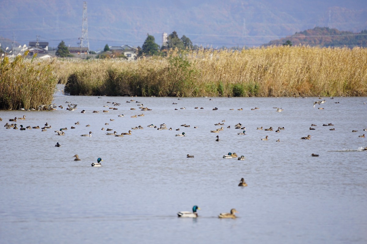 Mallard - ML645535493