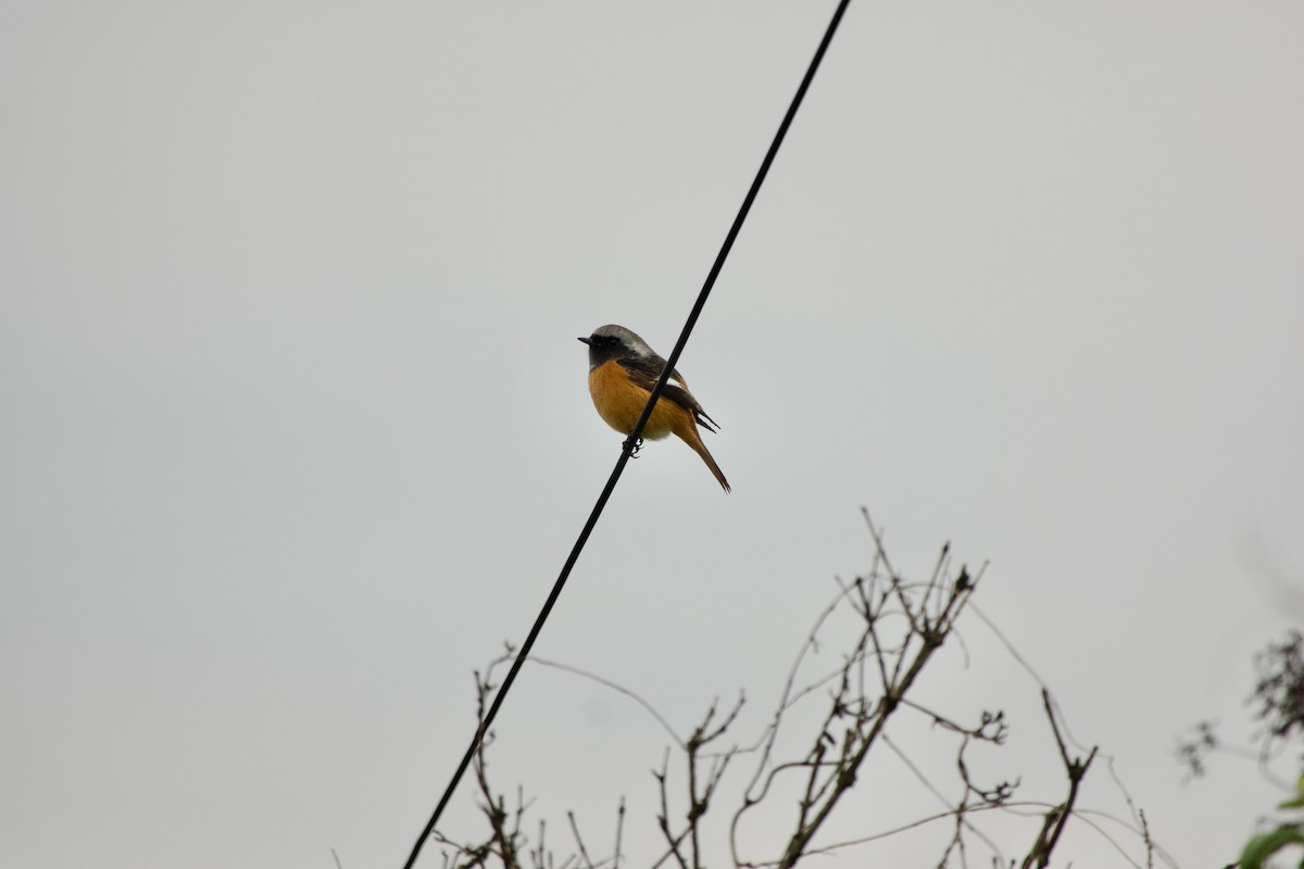 Daurian Redstart - ML645535494