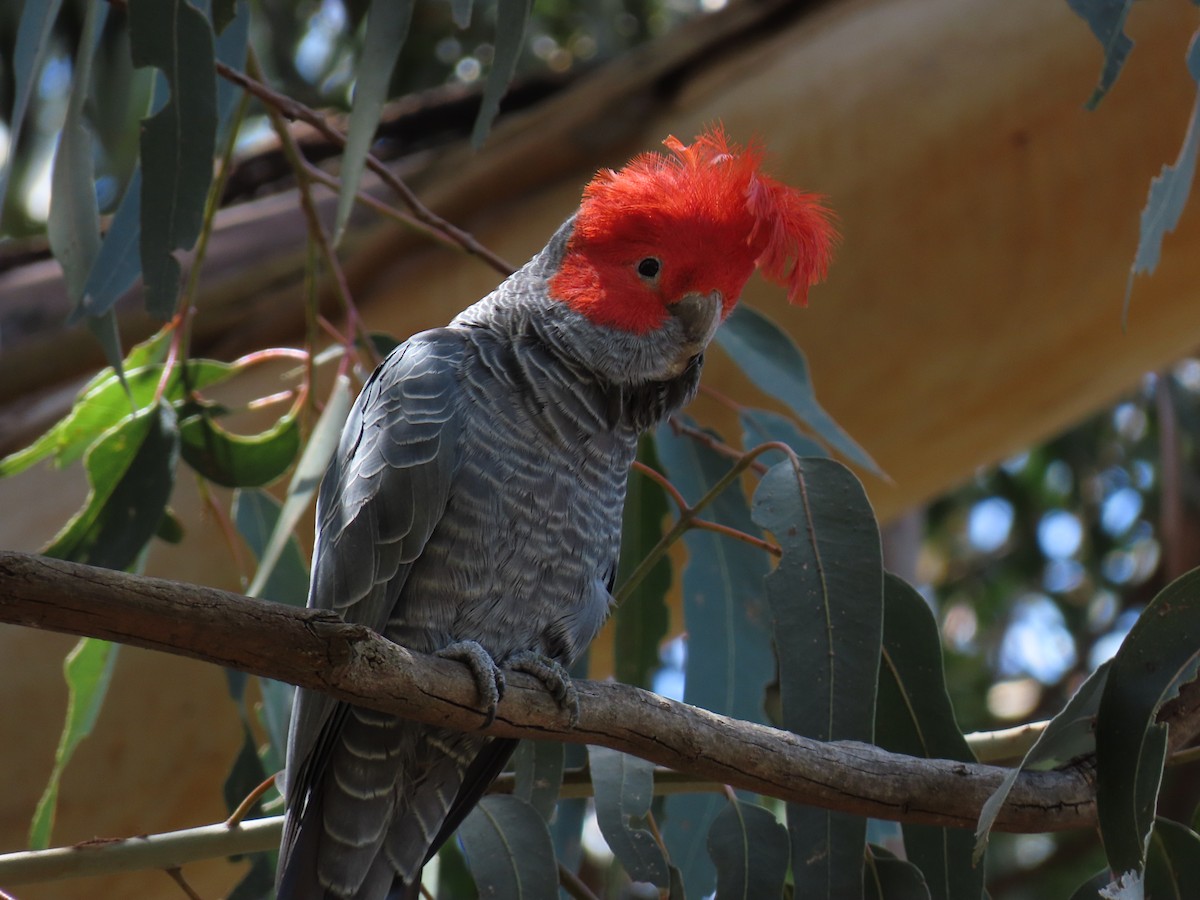Gang-gang Cockatoo - ML645535495