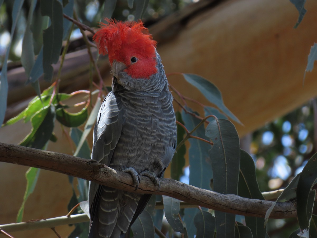Gang-gang Cockatoo - ML645535496