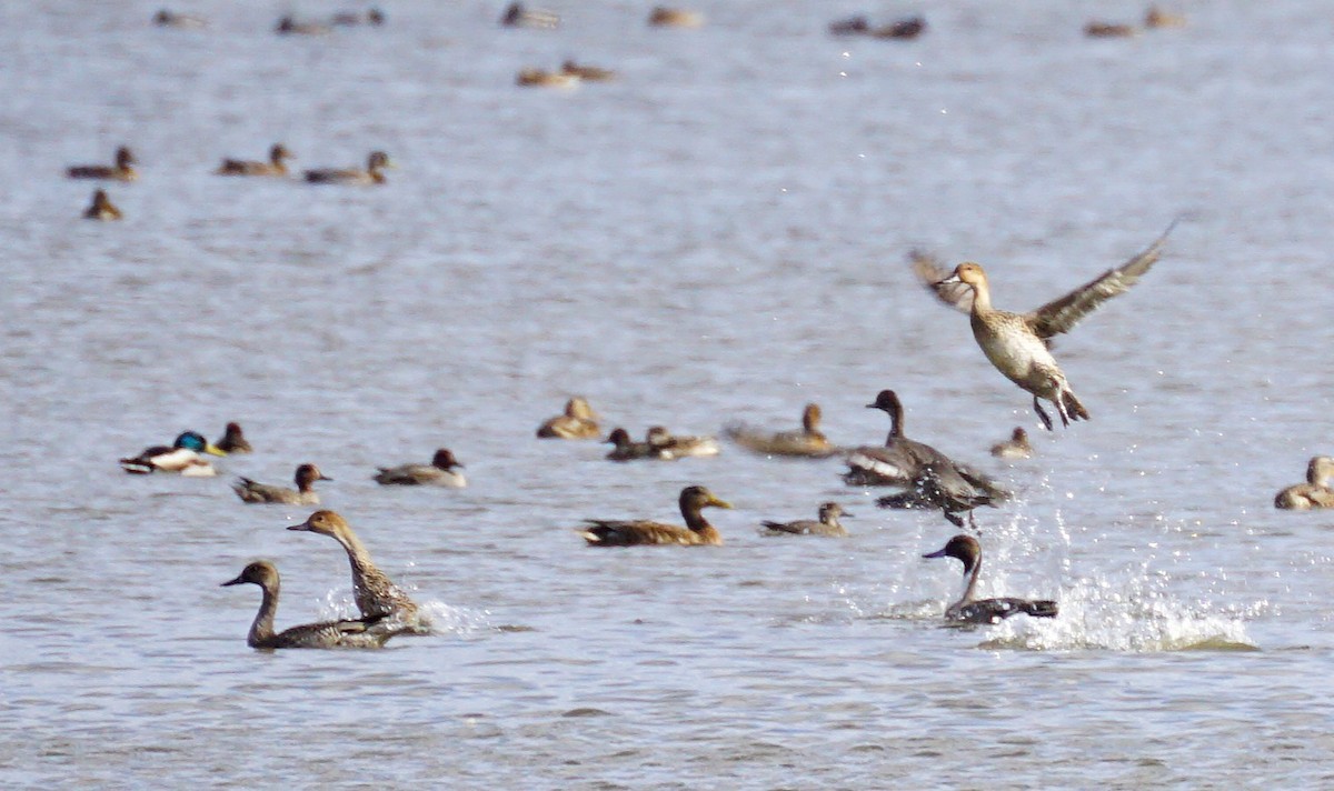 Northern Pintail - ML645535497