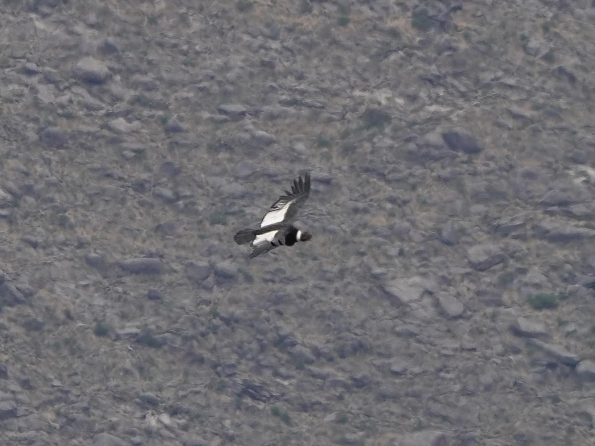 Andean Condor - ML645535499