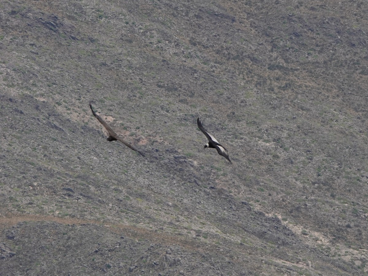 Andean Condor - ML645535500