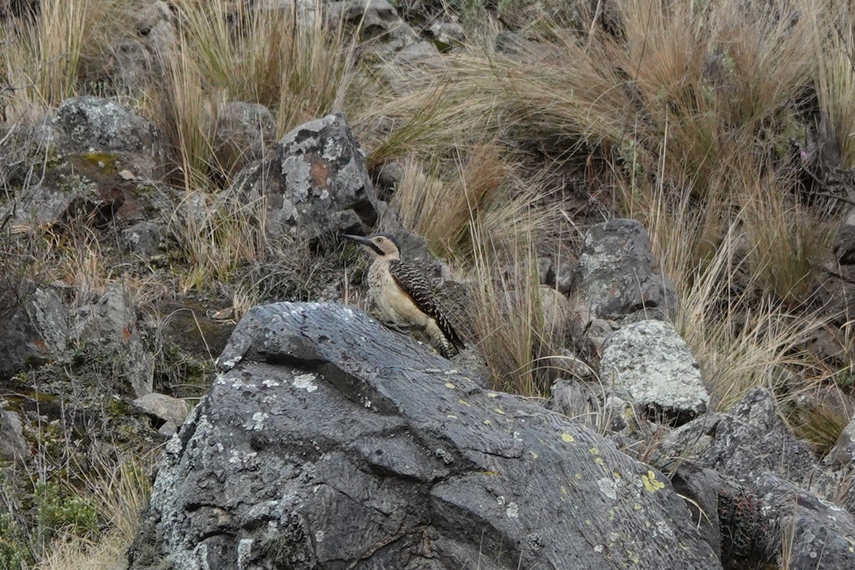 Andean Flicker - ML645535501