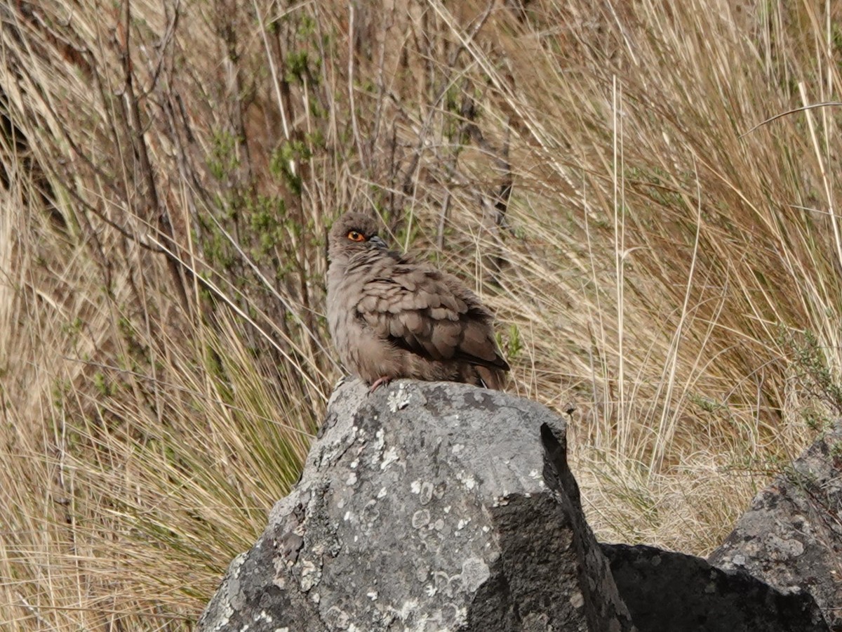 Bare-eyed Ground Dove - ML645535502