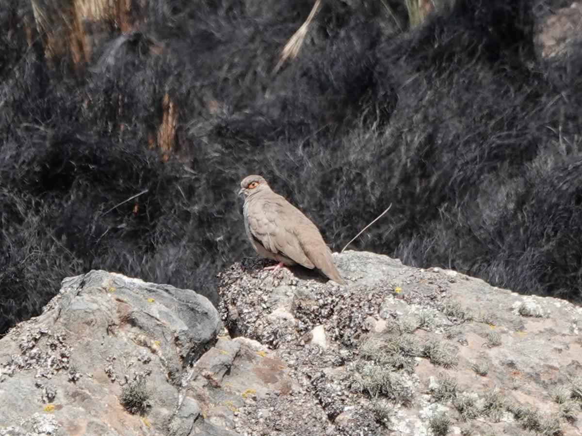 Bare-eyed Ground Dove - ML645535503