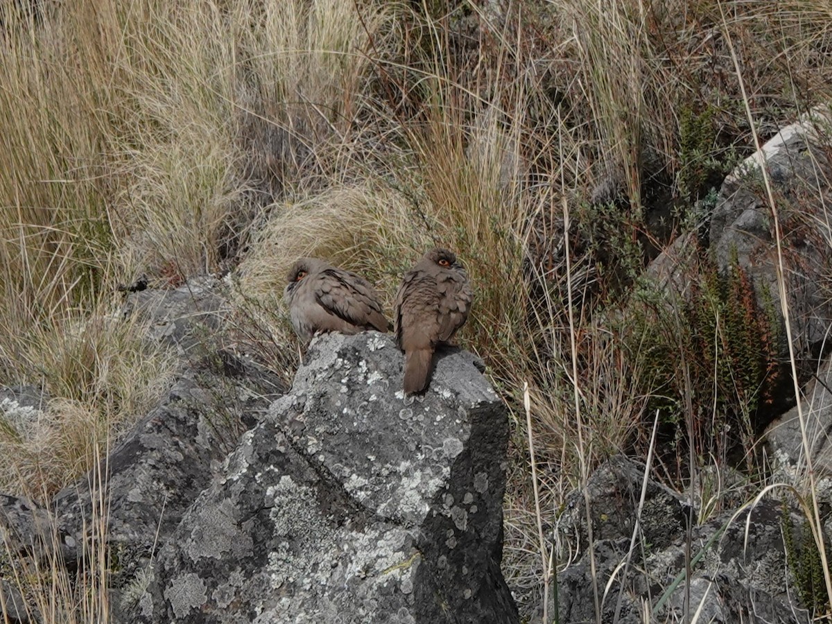 Bare-eyed Ground Dove - ML645535504