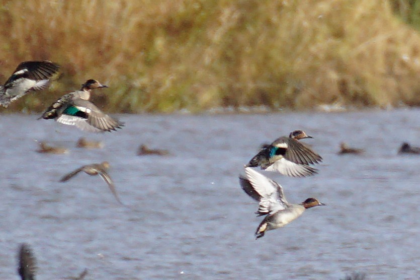 Green-winged Teal - ML645535505