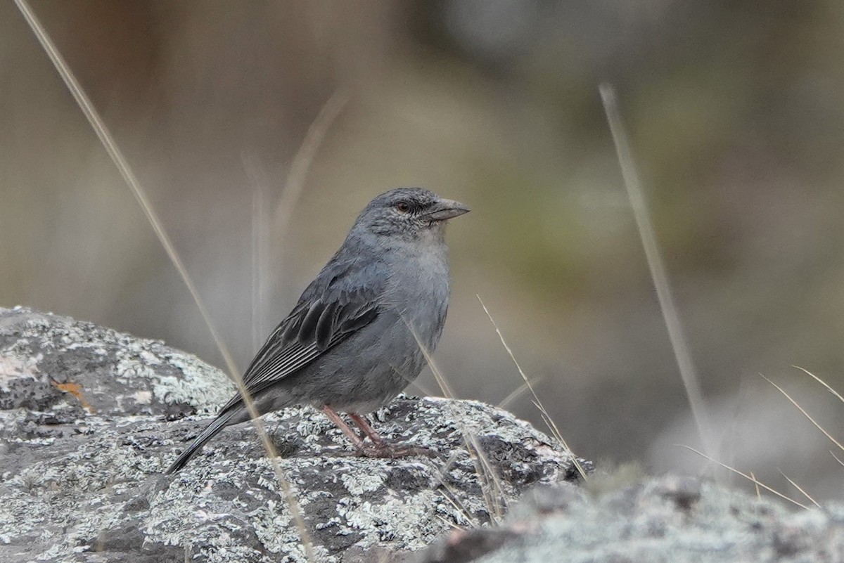 Boulder Finch - ML645535506