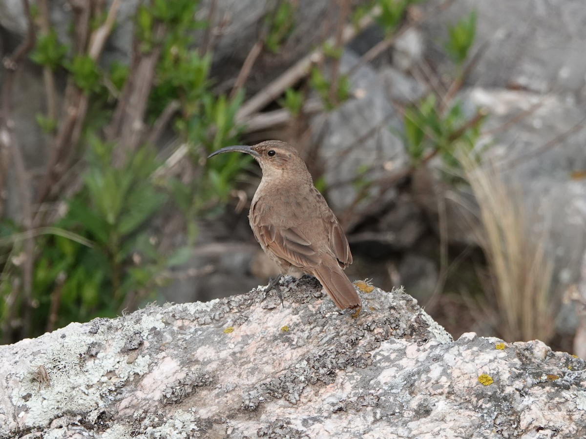 Buff-breasted Earthcreeper - ML645535510